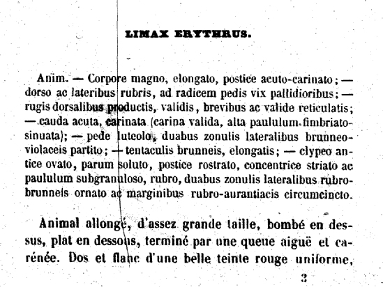 Limax erythrus  Bourguignat 1864